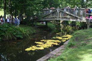The Duck Race in the Byes at Sidmouth - July 2010