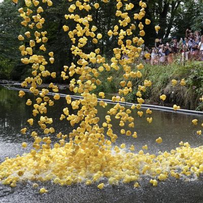 It's raining ducks 2